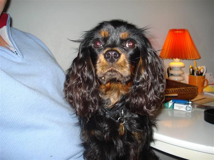 Cavalier king charles spaniel Fifi's Eko billede 4