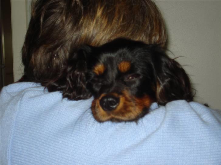 Cavalier king charles spaniel Fifi's Eko billede 5