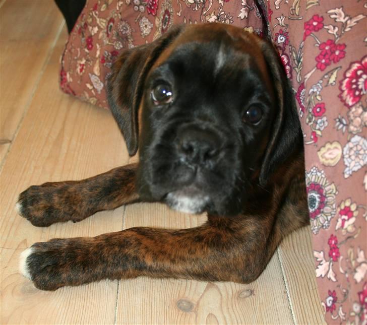 Boxer Berta - <3 billede 12