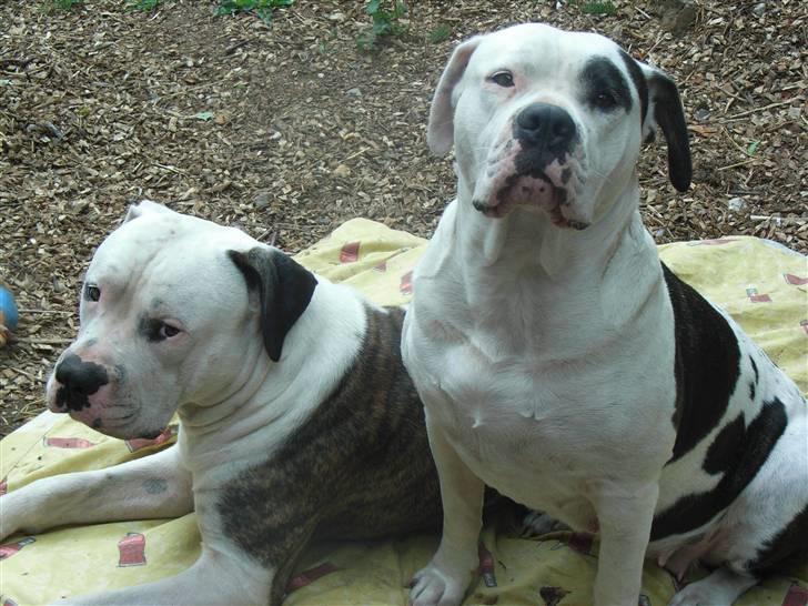 Amerikansk bulldog sheila - Her er vi billede 16