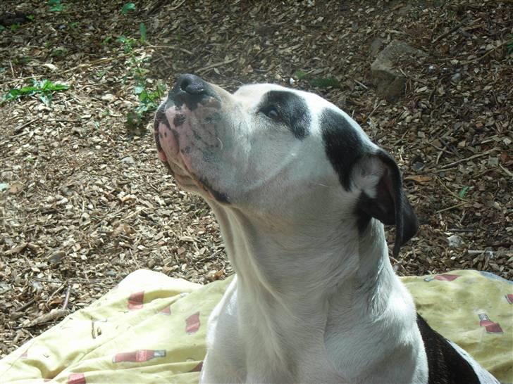 Amerikansk bulldog sheila - man er vel lidt storsnudet billede 18