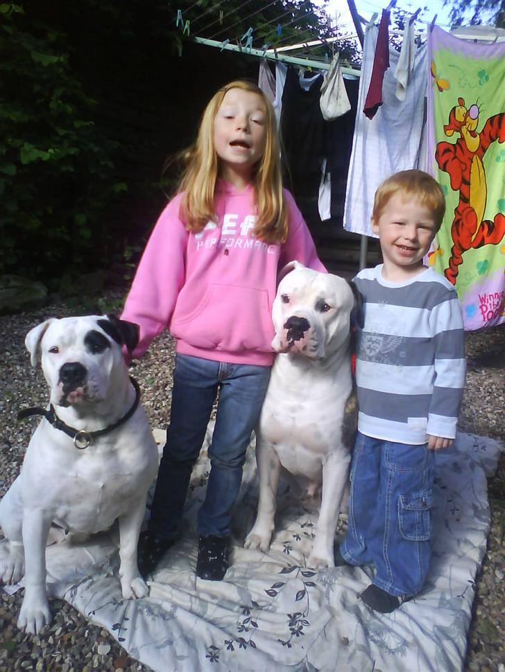 Amerikansk bulldog sheila - Hygge hos farmor med basserne billede 19