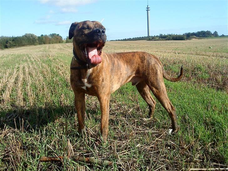 Amerikansk bulldog Kazan - Taget D.09/09-09 billede 1