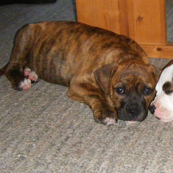 Amerikansk bulldog Kazan - Samme dag som han kom hjem, der var han ca. 9 uger billede 2