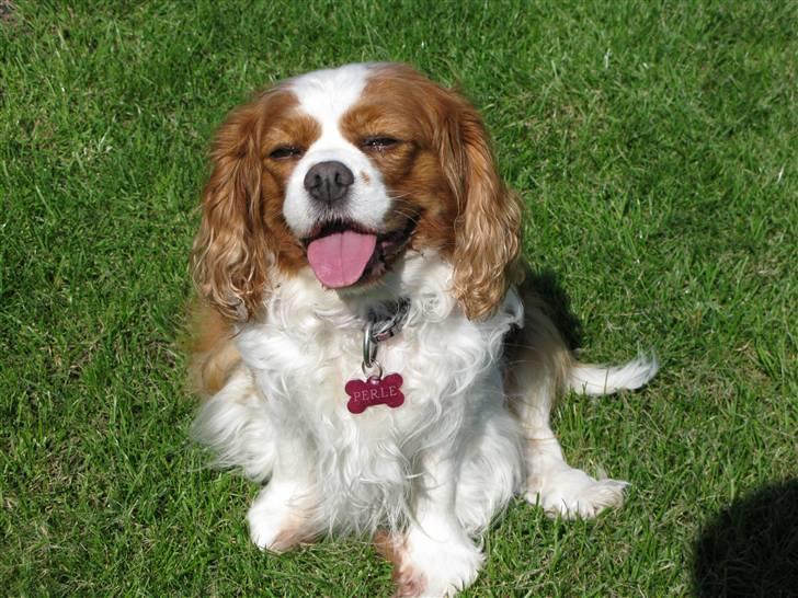 Cavalier king charles spaniel - Perle *RIP* - Ude på græsplænen, hun nyder solen .. :)  billede 17