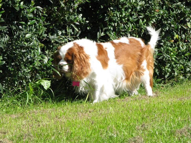 Cavalier king charles spaniel - Perle *RIP* - "Hmm....? Hvem har været her..?"  billede 18