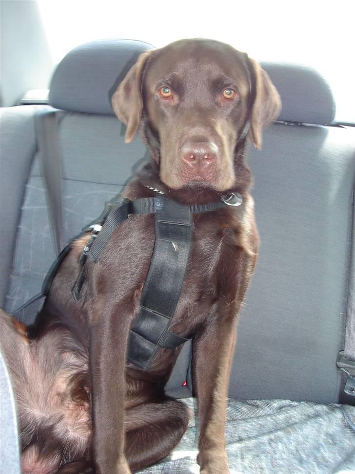 Labrador retriever Lui billede 19