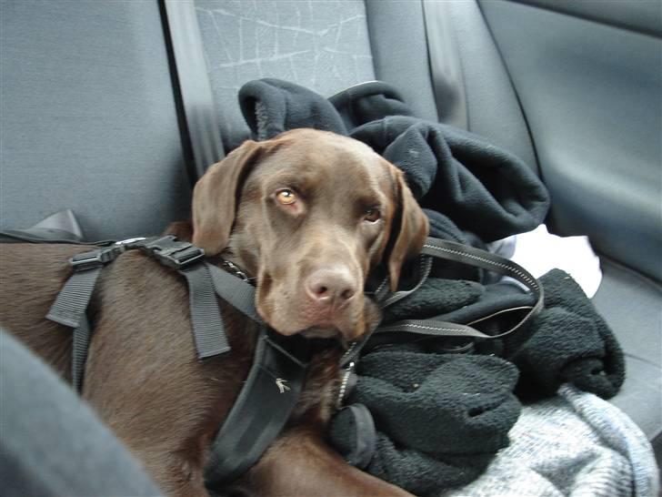 Labrador retriever Lui billede 20