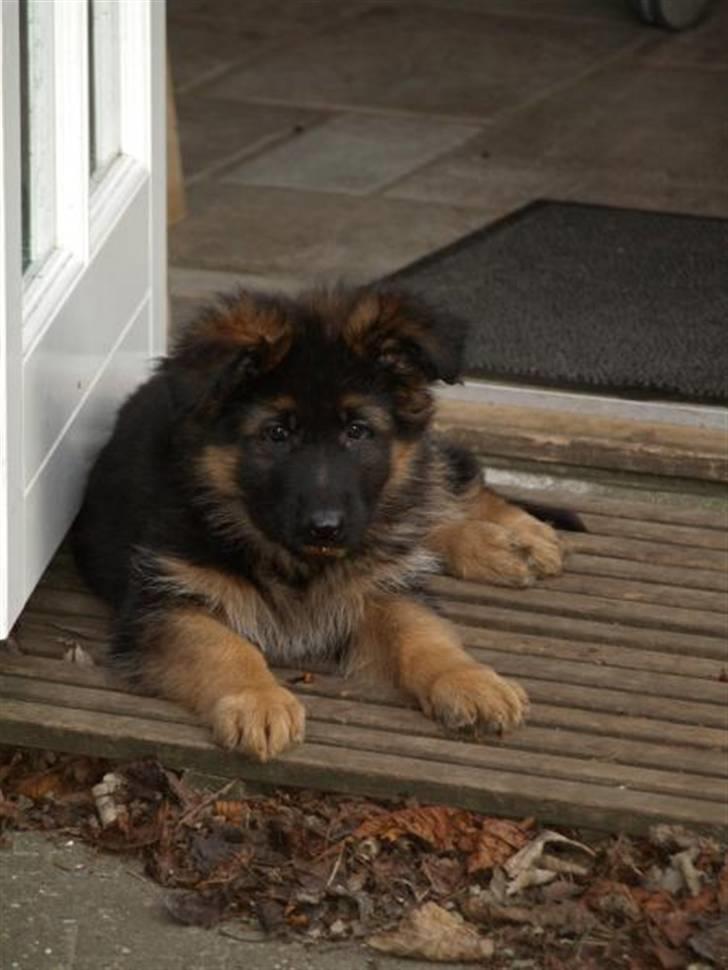 Schæferhund Kouran ...død 01-06-10 - kun 8 uger gammel og klar til at flytte hjemmefra billede 1