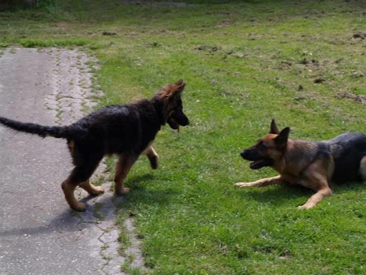 Schæferhund Kouran ...død 01-06-10 - 3 mdr gammel og på besøg ved mor, så er det legetid. billede 2