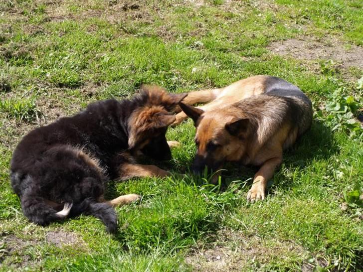 Schæferhund Kouran ...død 01-06-10 - 3 mdr gammel og hygger med mor billede 3