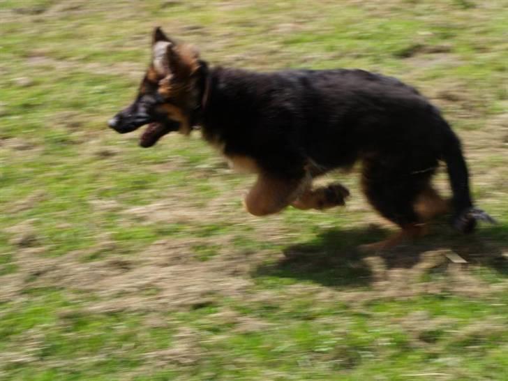 Schæferhund Kouran ...død 01-06-10 - jubii nu kommer jeg billede 4