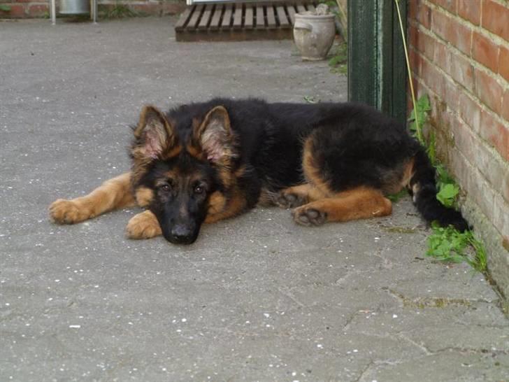 Schæferhund Kouran ...død 01-06-10 - 3 mdr gammel og er bare træt efter en legedag med mor billede 5