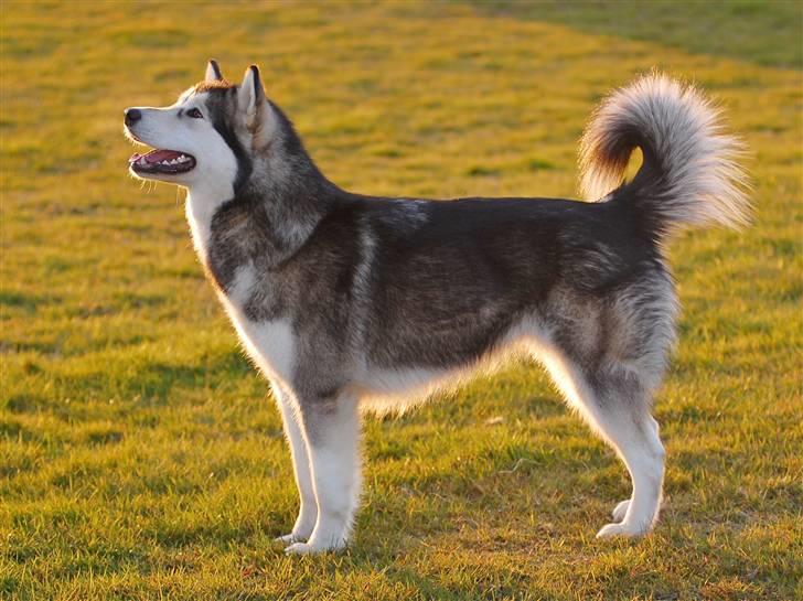 Alaskan malamute Atka billede 1