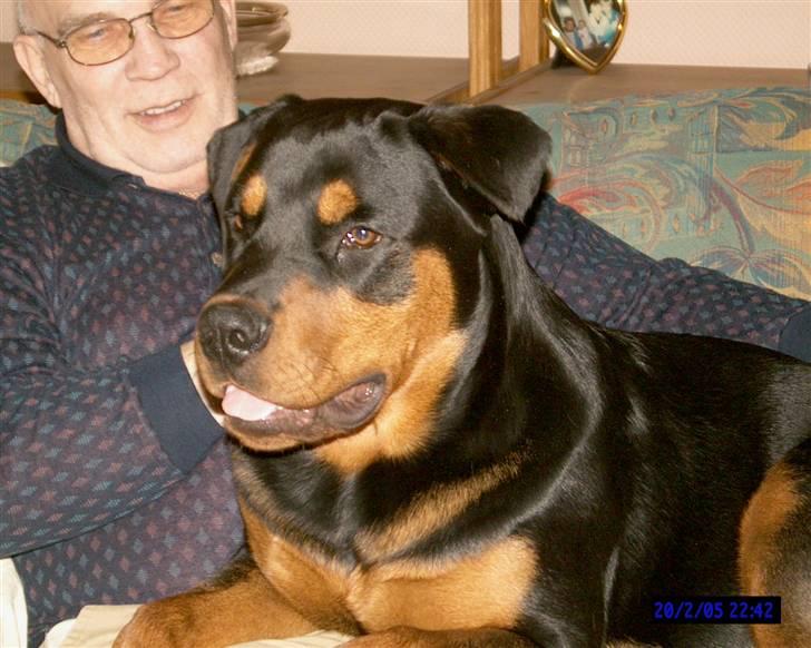 Rottweiler Cæsar - Det er kun når Finn er her jeg må være i sofaen :-) billede 8