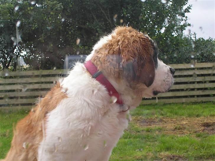 Sankt bernhardshund tulle R i p 2010 billede 7