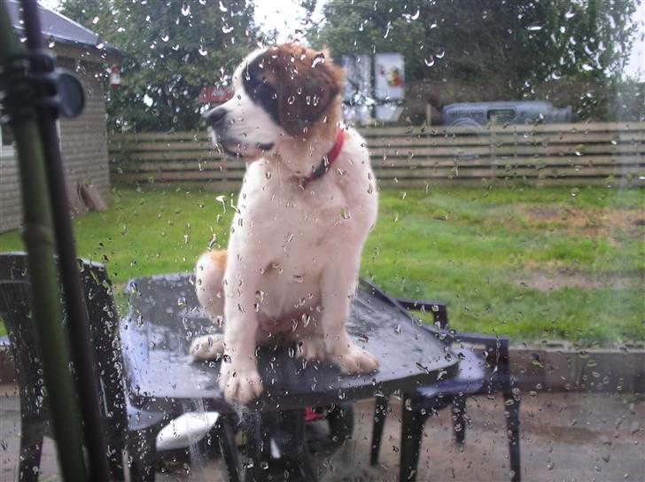 Sankt bernhardshund tulle R i p 2010 billede 8