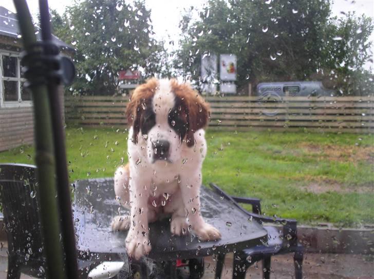 Sankt bernhardshund tulle R i p 2010 - her sidder jeg og er vindueskigger billede 9