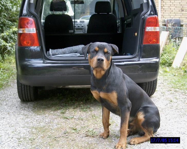 Rottweiler Cæsar billede 9