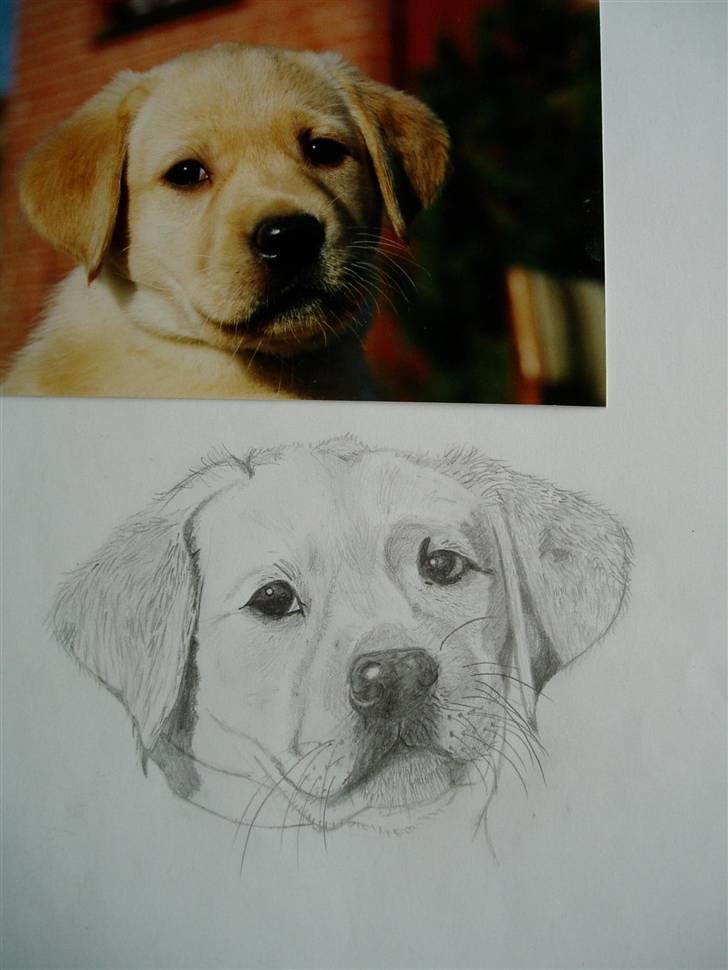 Labrador retriever Birdsongs Uniqe Tikka billede 8