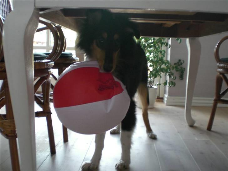 Collie langhåret Baloo - er der nogle der vil ned på stranden og spille bodt  billede 5
