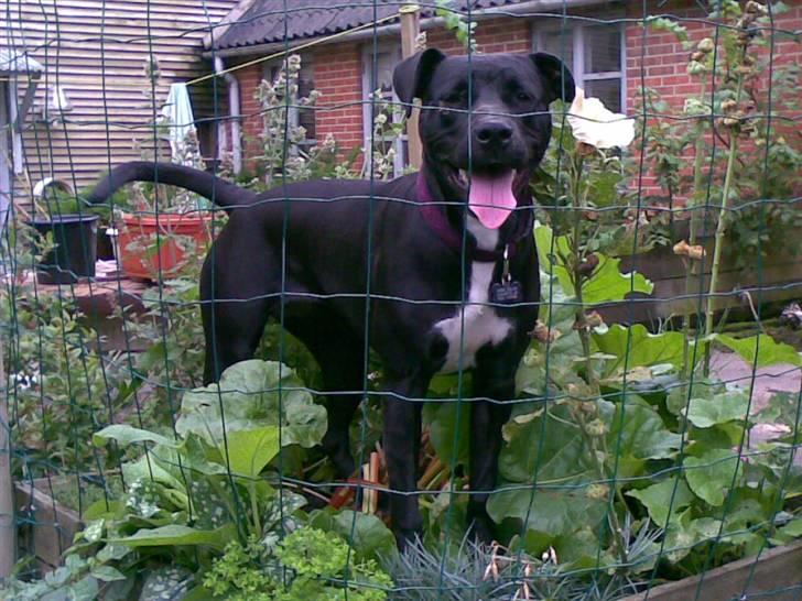 Blanding af racer Snif RIP - Mor kom nu ind på den rigtige side vil ikk ha du er der ude... billede 1