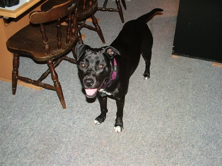 Blanding af racer Snif RIP billede 2