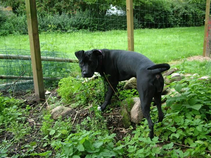 Blanding af racer Snif RIP - Har ikk tid billede 4