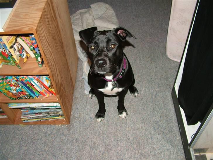 Blanding af racer Snif RIP - Har du noget hvis jeg sidder pænt. billede 5