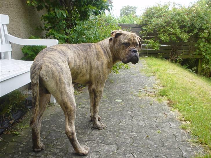 Bullmastiff NEWTON - d 4 sep... næsten 8 mdr billede 18
