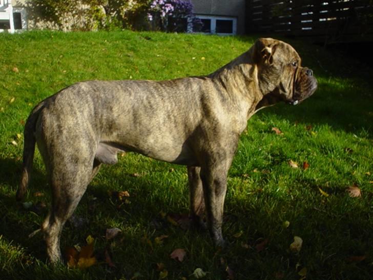 Bullmastiff NEWTON - d 16 oktober i haven billede 19