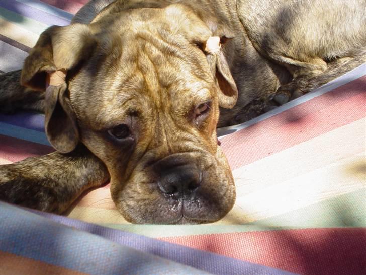 Bullmastiff NEWTON - august nøøj det er varmt billede 20