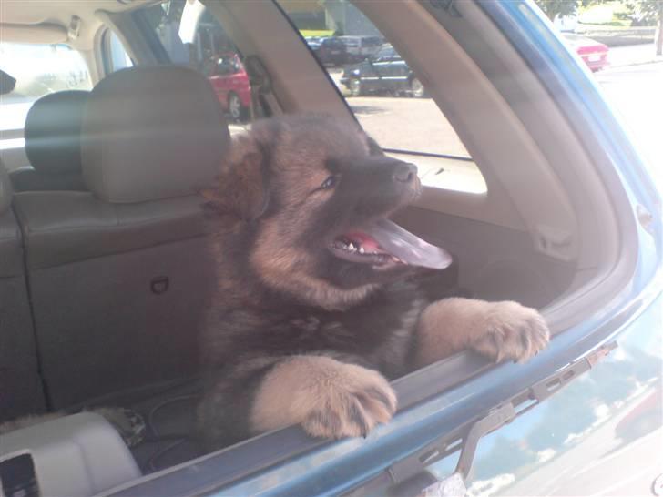 Eurasier Alfons<3 billede 18