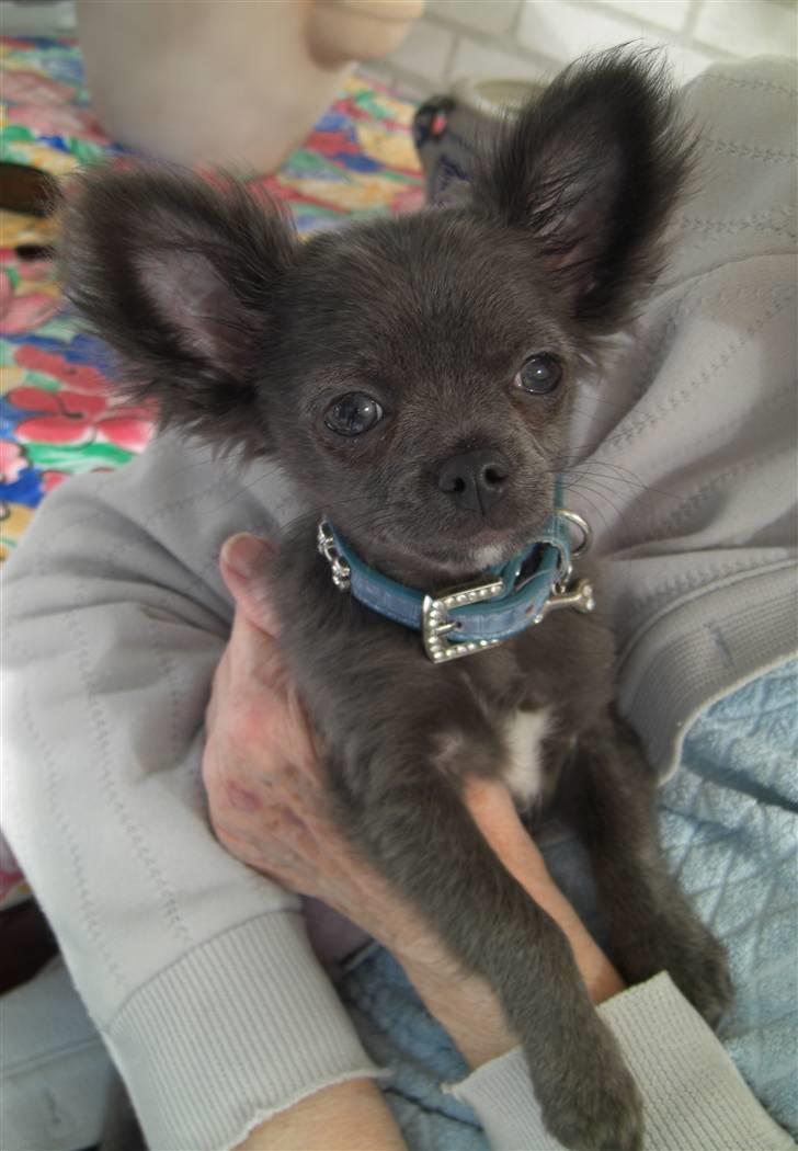 Chihuahua  ~ Lupo ~ billede 17