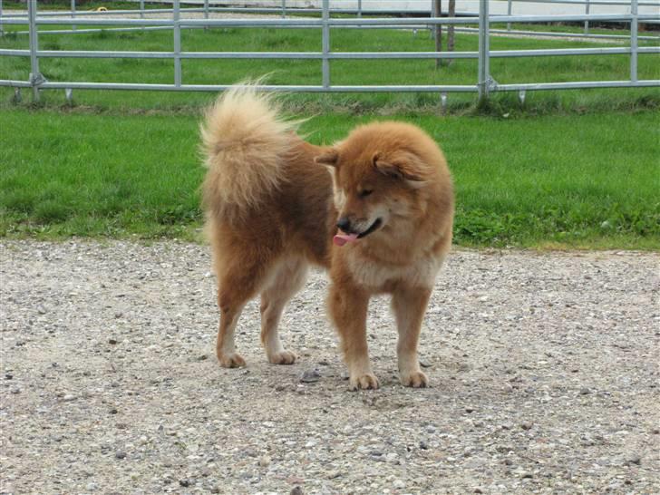 Eurasier alhpa<3 billede 13