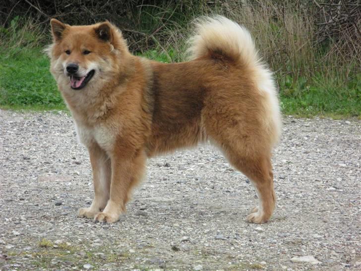 Eurasier alhpa<3 billede 3