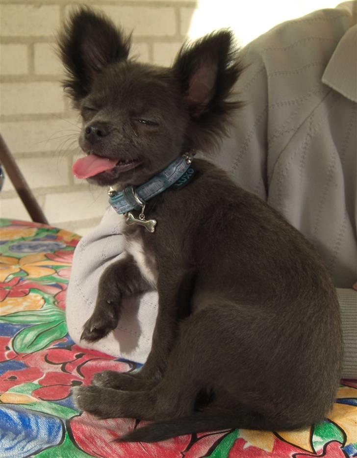 Chihuahua  ~ Lupo ~ billede 18