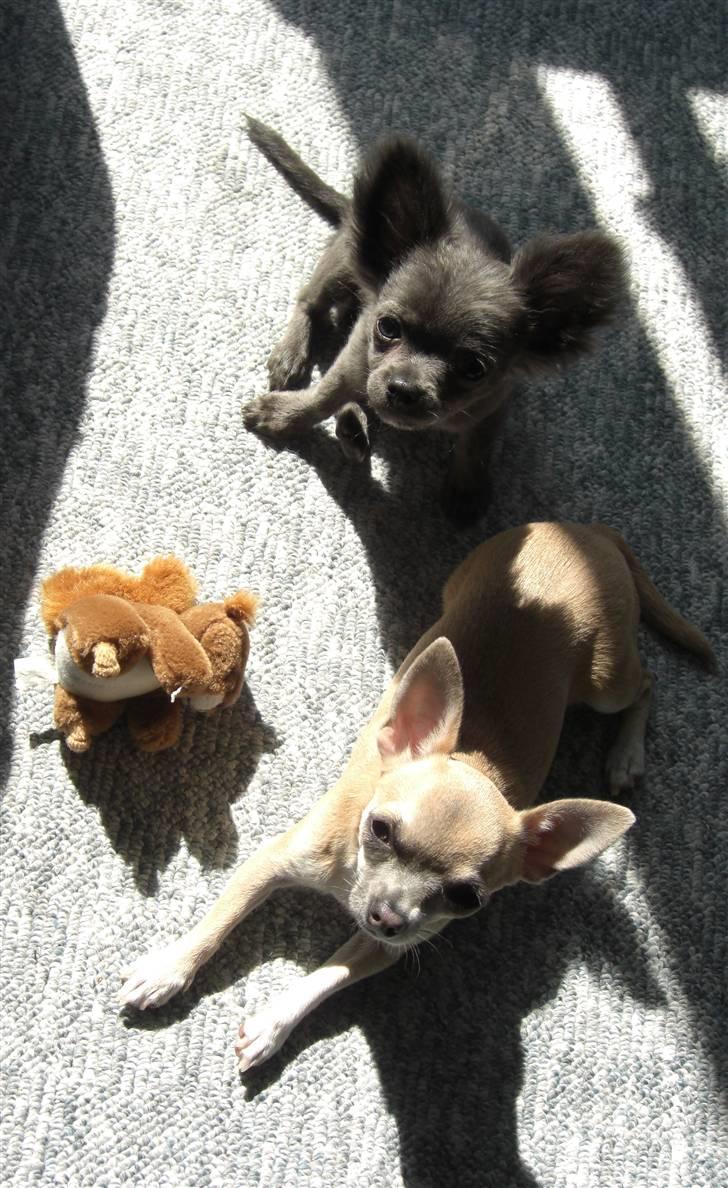 Chihuahua  ~ Lupo ~ billede 19