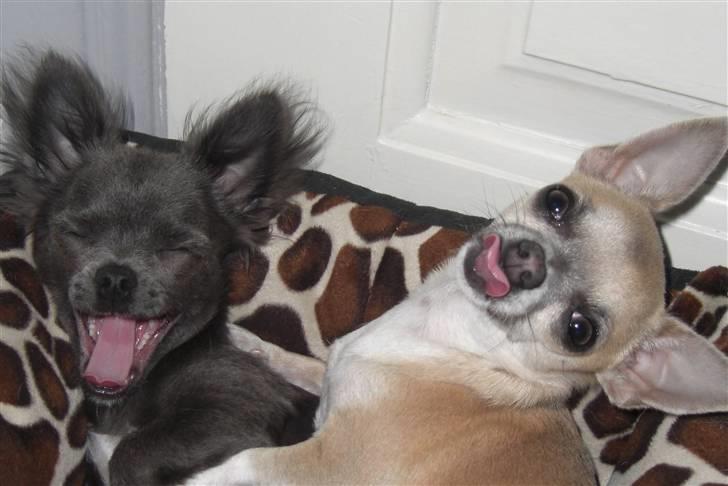 Chihuahua  ~ Lupo ~ - Ja ja.. man kan vel ikke forlange at de skal se lige godt ud hver gang  ;o) billede 20