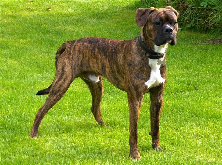 Blanding af racer Tiger - Velkommen til:-) billede 1