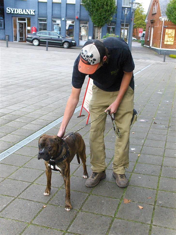 Blanding af racer Tiger - en time efter vi havde fået ham<3 billede 2