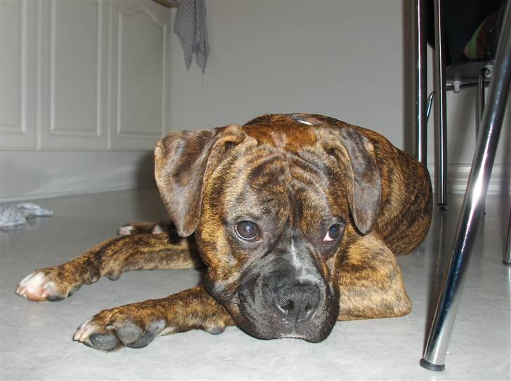 Blanding af racer Tiger billede 3