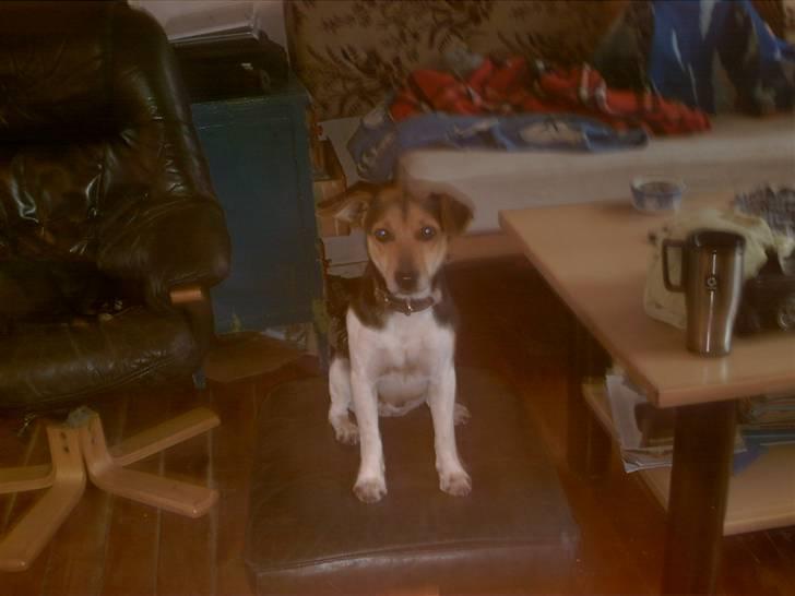 Dansk svensk gaardhund king billede 5