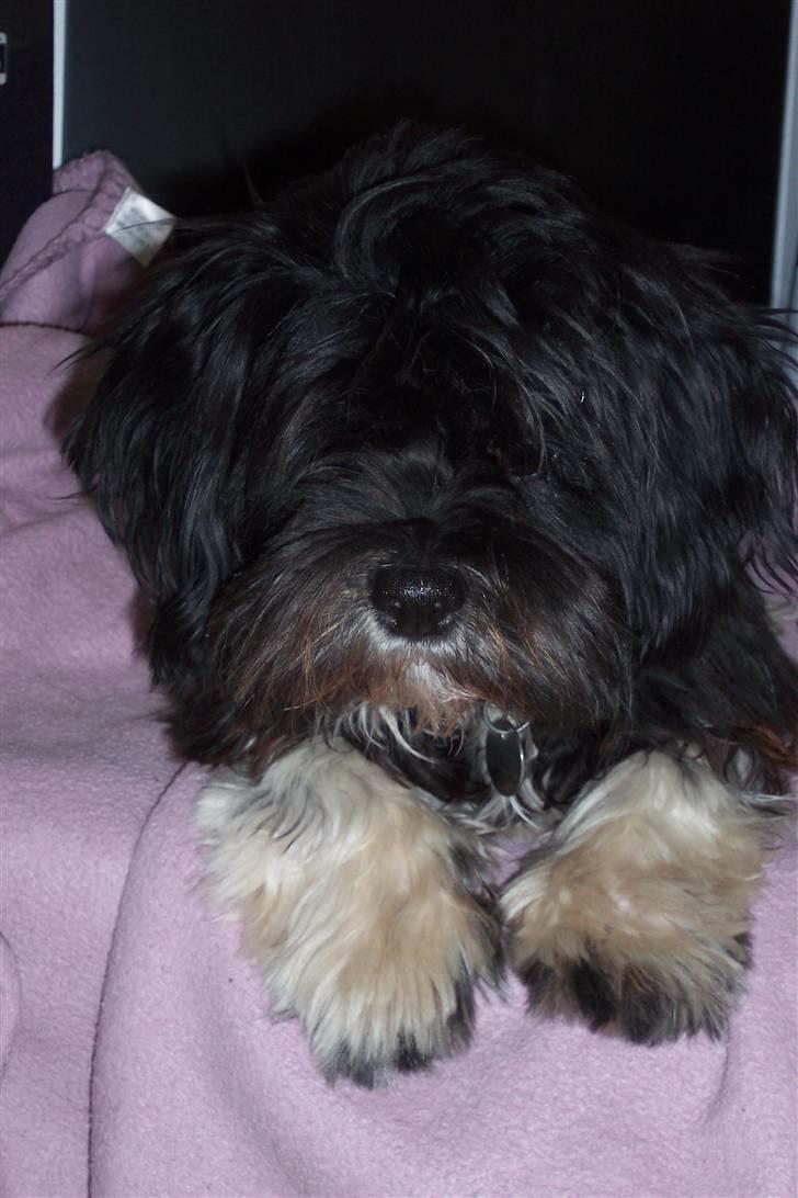 Lhasa apso Fulton von Moisen  billede 7