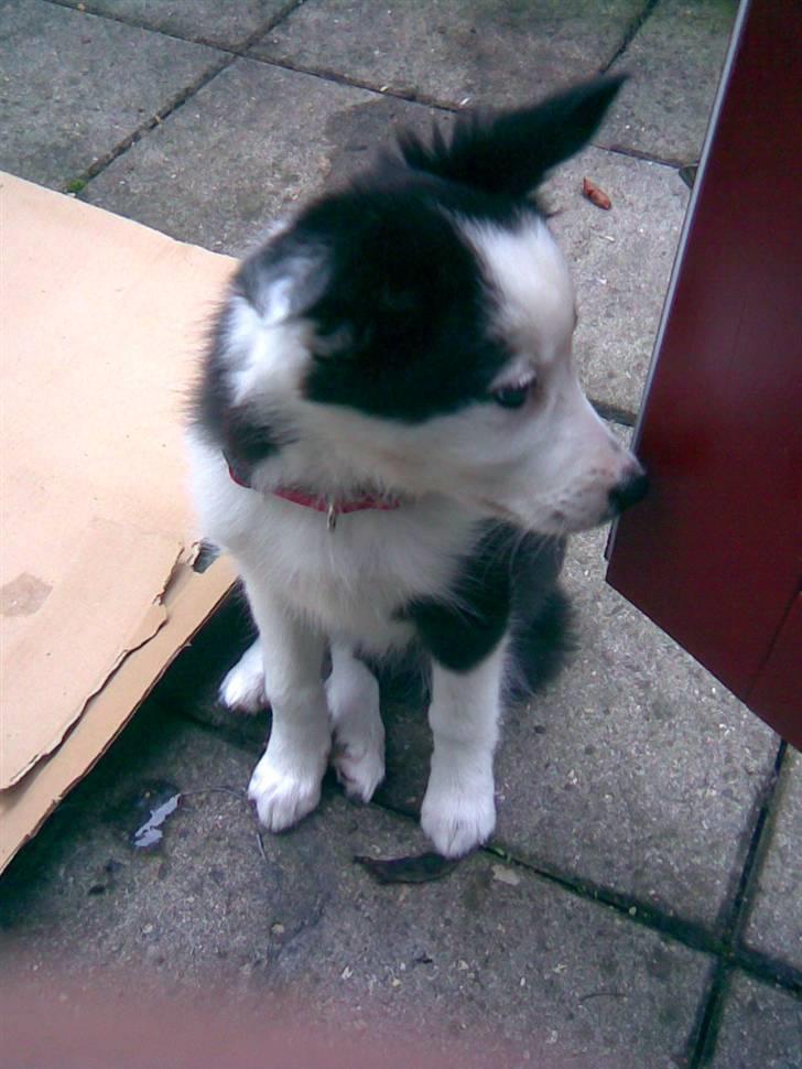 Border collie Chanti *nyt hjem* billede 13