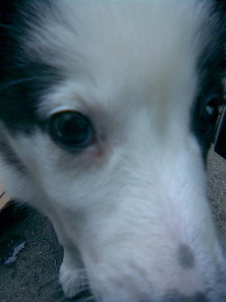 Border collie Chanti *nyt hjem* billede 14