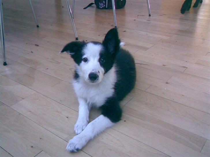 Border collie Chanti *nyt hjem* billede 15