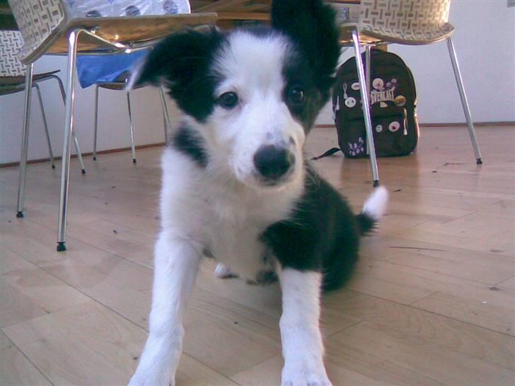 Border collie Chanti *nyt hjem* billede 16