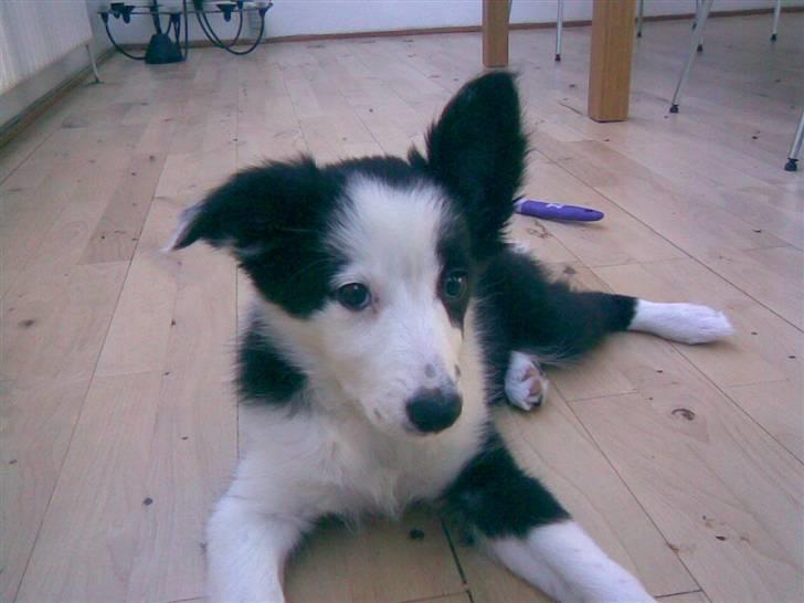 Border collie Chanti *nyt hjem* billede 17