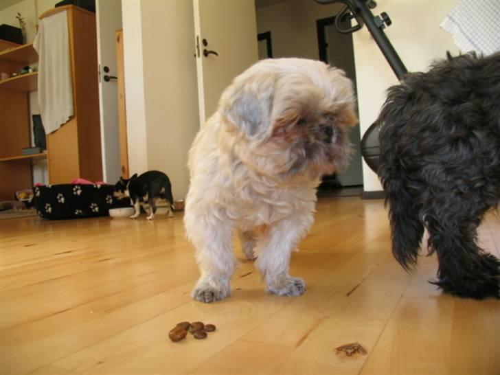 Blanding af racer Minneke *himmelhund* R.I.P. min skat. - Mille og en af venninderne, Mona. billede 6